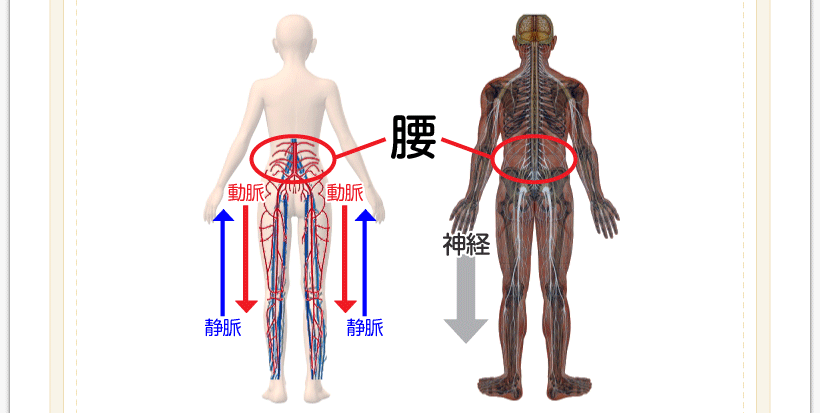 腰痛を治す腰痛アカデミーは腰痛やヘルニア、狭窄症、坐骨神経痛を克服するため坂戸孝志先生により考案された自分で治せる克服法