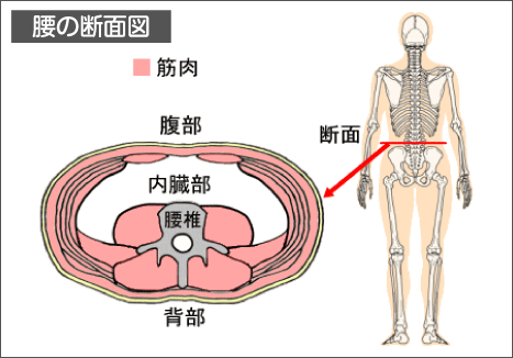 腰痛を治す腰痛アカデミーは腰痛やヘルニア、狭窄症、坐骨神経痛を克服するため坂戸孝志先生により考案された自分で治せる克服法