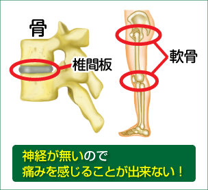 腰痛を治す腰痛アカデミーを実践しなければ、神経が無いので腰痛、ヘルニア、狭窄症、坐骨神経痛、の痛みを感じることが出来ない！